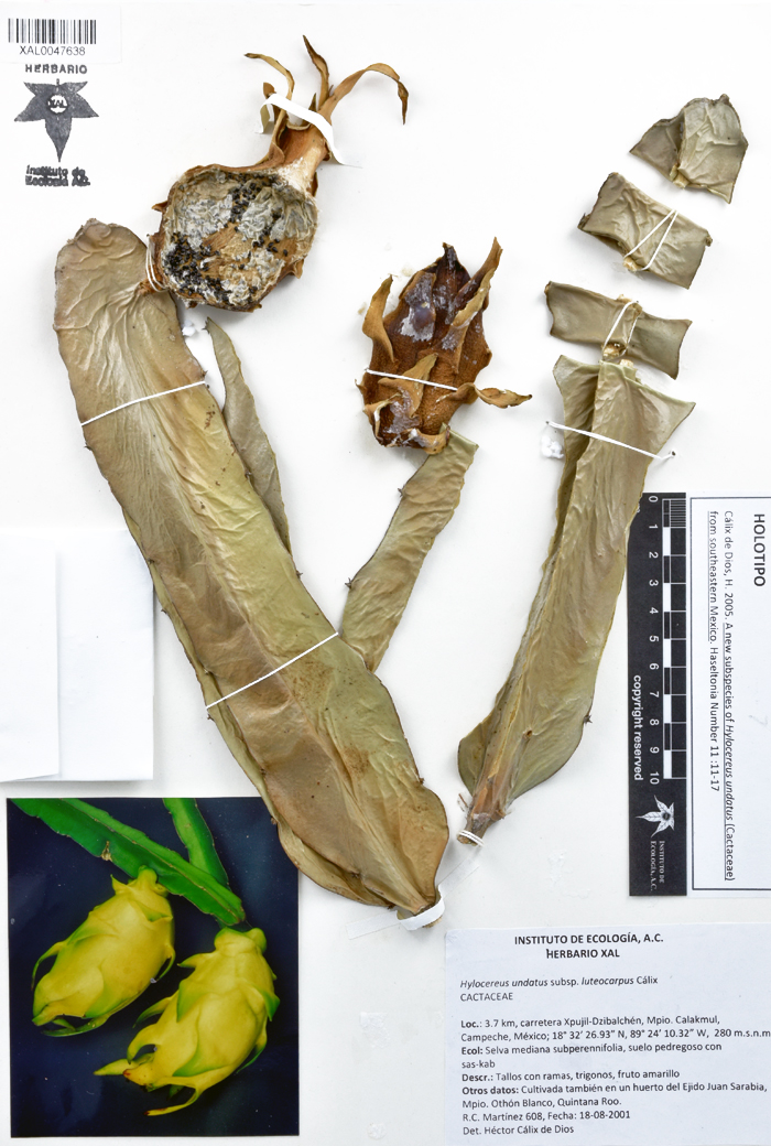 Hylocereus undatus ssp. luteocarpus